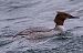 Smergo maggiore (Mergus merganser) © Angelo Pasqua