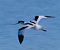 Avocetta (Recurvirostra avosetta) © Angelo Pasqua