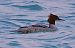Smergo maggiore (Mergus merganser) © Angelo Pasqua