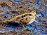 Beccaccino (Gallinago gallinago) © Angelo Pasqua