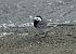 White Wagtail (Motacilla alba) © Luigi Gennari
