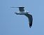 Gavina (Larus canus) © Horand Maier