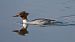 Smergo maggiore (Mergus merganser) © Marco Esposito