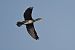 Grand Cormoran (Phalacrocorax carbo) © Marco Esposito