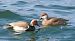 Red-crested Pochard (Netta rufina) © Marco Esposito