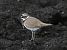 Corriere piccolo (Charadrius dubius) © Enrico Viganò