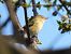 Luì piccolo (Phylloscopus collybita) © Zaffaroni Paolo