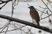 Tordo bottaccio (Turdus philomelos) © Enrico Bissardella
