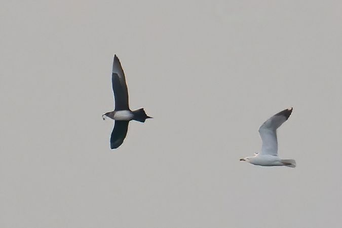 Labbo  - Moreno Nalin