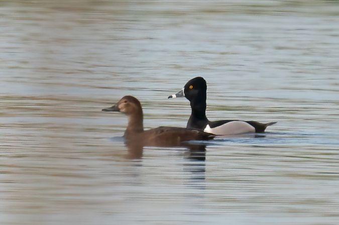 Moretta dal collare  - Moreno Nalin