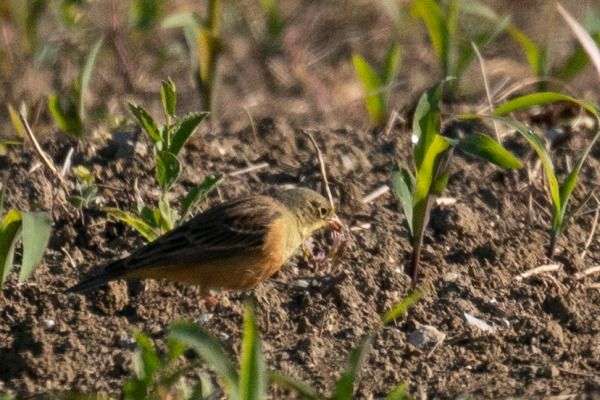 Ortolano  - Moreno Nalin