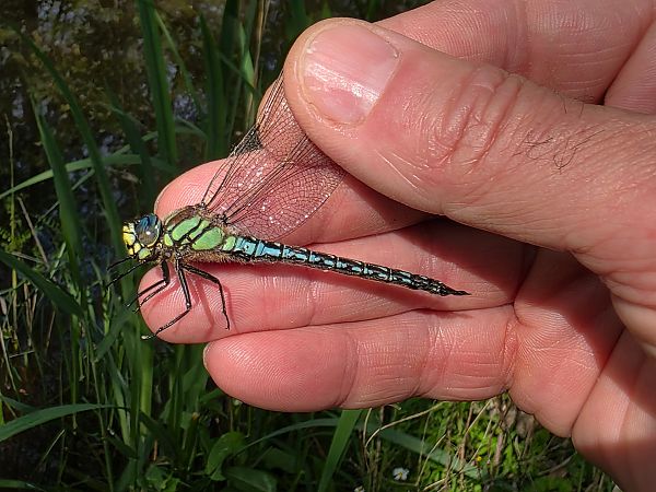 Brachytron pratense  - Francesco Fava
