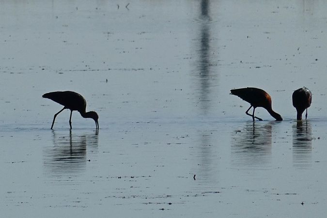 Mignattaio  - Massimiliano Pidò