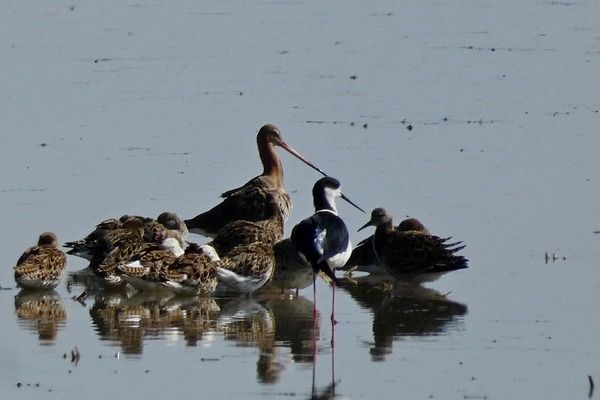 Pittima reale  - Massimiliano Pidò