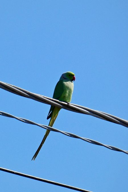 Parrocchetto dal collare  - Massimiliano Pidò