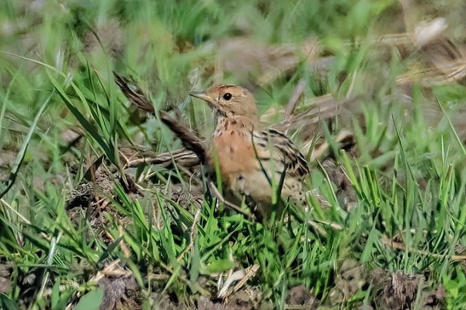 Pispola golarossa  - Simone Proietti