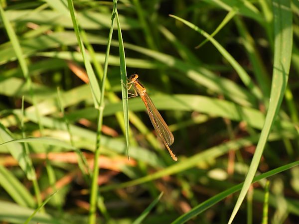 Ischnura elegans  - Lorenza Piretta