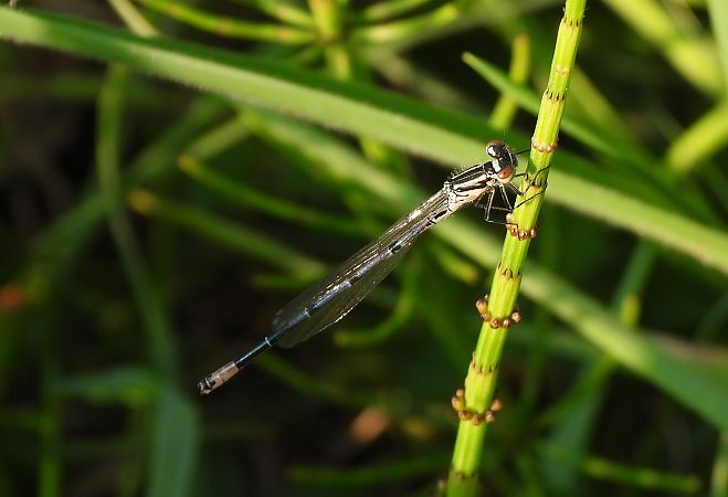 Coenagrion puella  - Lorenza Piretta
