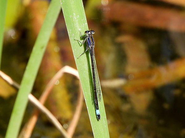 Ischnura elegans  - Lorenza Piretta