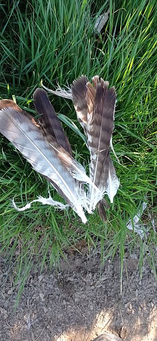 Albanella indet.  - Jeroen Vermeire