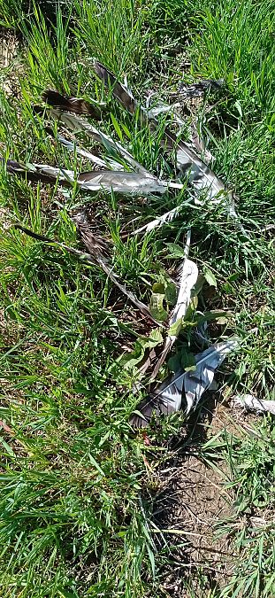 Albanella indet.  - Jeroen Vermeire