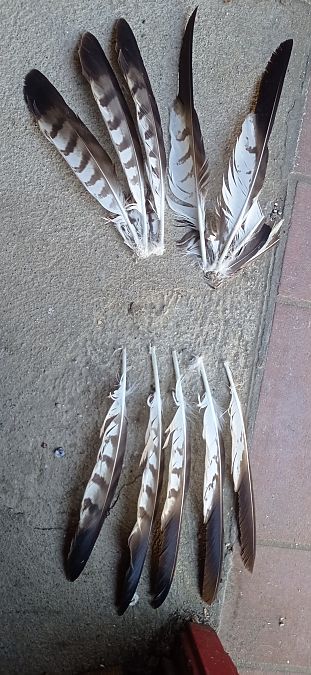 Albanella indet.  - Jeroen Vermeire