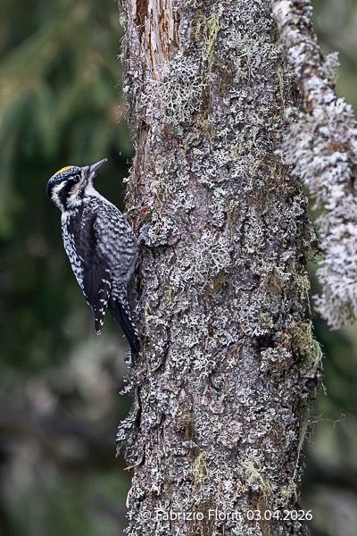 Picchio tridattilo  - Fabrizio Florit (FVG)