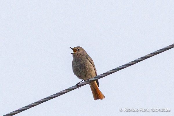 Codirosso spazzacamino  - Fabrizio Florit (FVG)