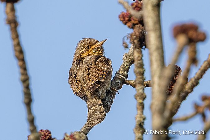 Torcicollo  - Fabrizio Florit (FVG)