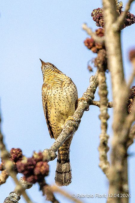 Torcicollo  - Fabrizio Florit (FVG)