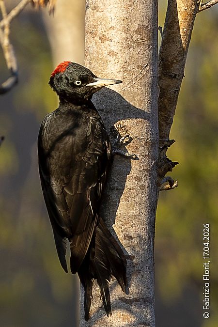 Picchio nero  - Fabrizio Florit (FVG)