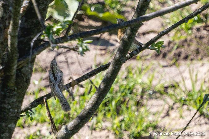 Torcicollo  - Fabrizio Florit (FVG)