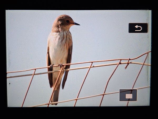 Pigliamosche  - Gaspare Indelicato