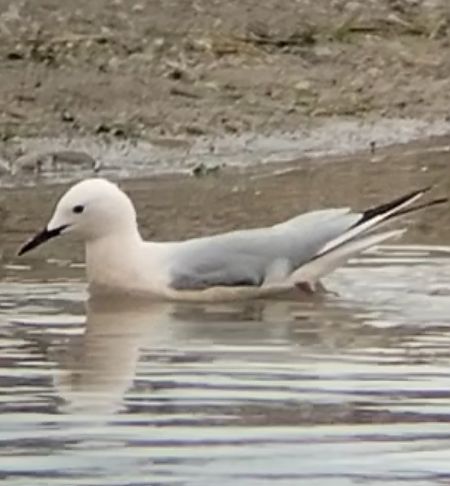 Gabbiano roseo  - Giovanni Gambale