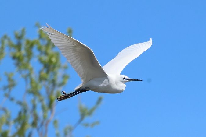 Garzetta  - Giuseppe Colombo