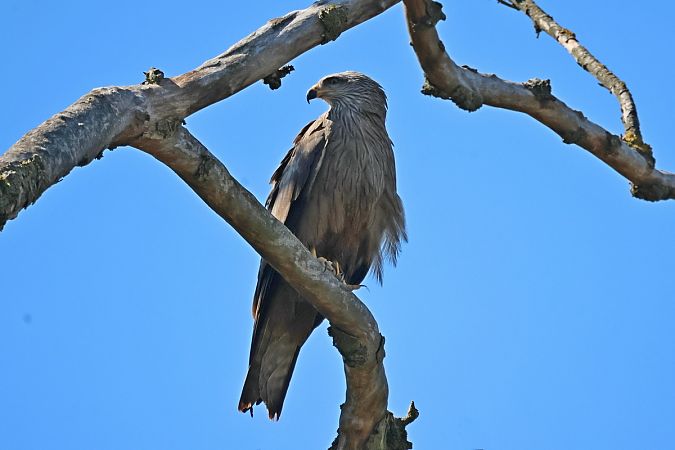 Nibbio bruno  - Giuseppe Colombo