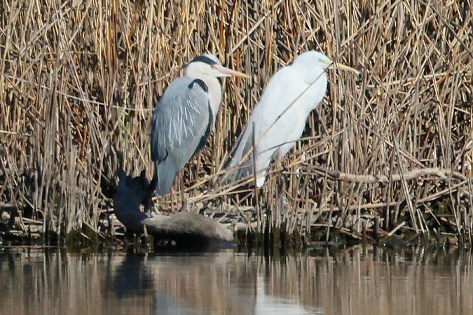 Airone bianco  - Giuseppe Colombo