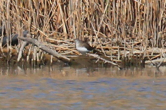 Piro-piro culbianco  - Giuseppe Colombo
