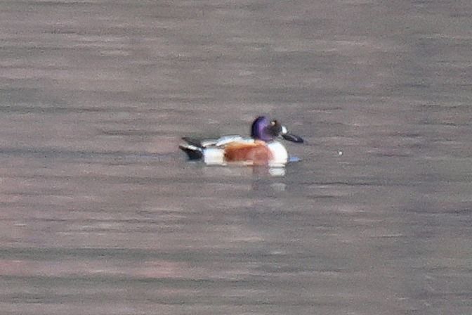 Mestolone  - Giuseppe Colombo