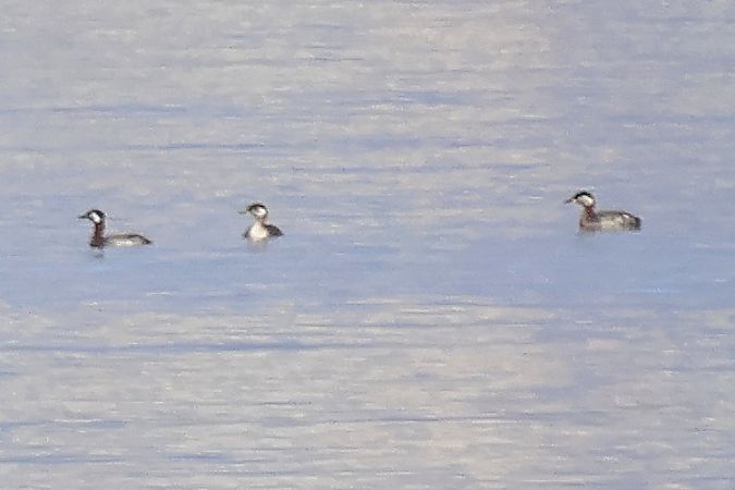 Rothalstaucher  - Giuseppe Colombo