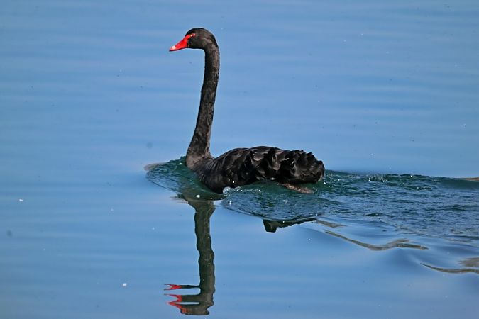 Cigno nero  - Giuseppe Colombo