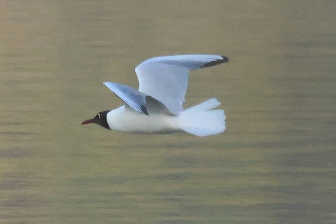Gabbiano comune  - Giuseppe Colombo