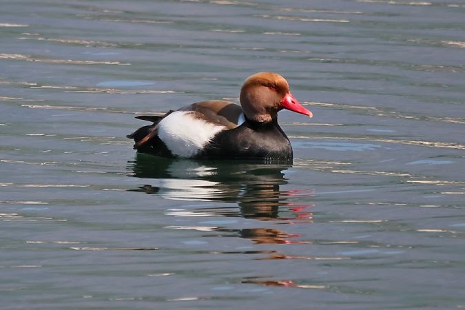 Fistione turco  - Giuseppe Colombo