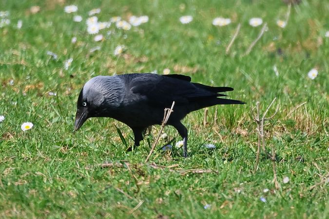 Taccola  - Giuseppe Colombo