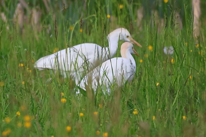 Airone guardabuoi  - Giuseppe Colombo