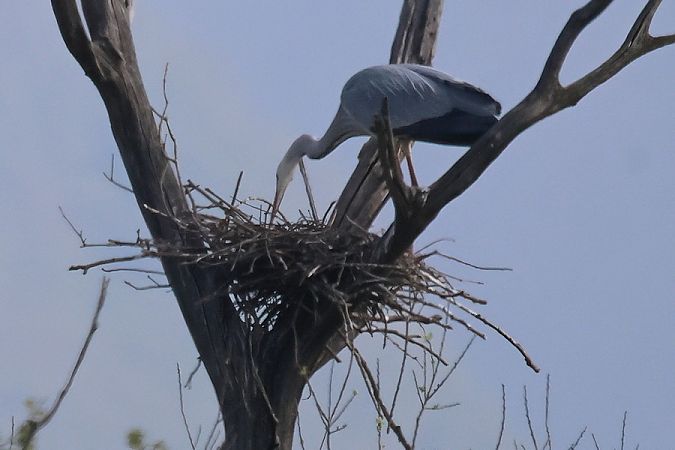 Airone cenerino  - Giuseppe Colombo