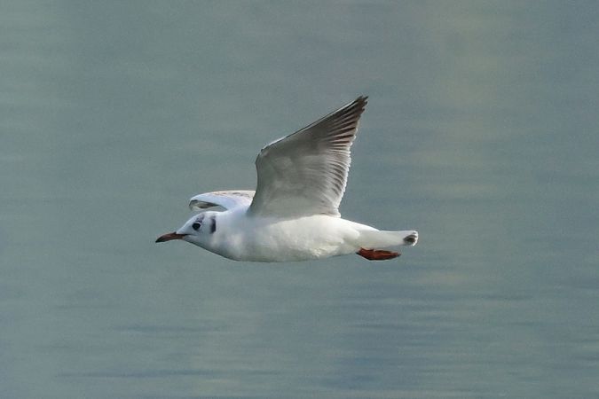 Gabbiano comune  - Giuseppe Colombo