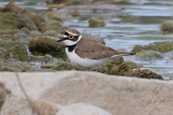 Corriere piccolo  - Giuseppe Colombo