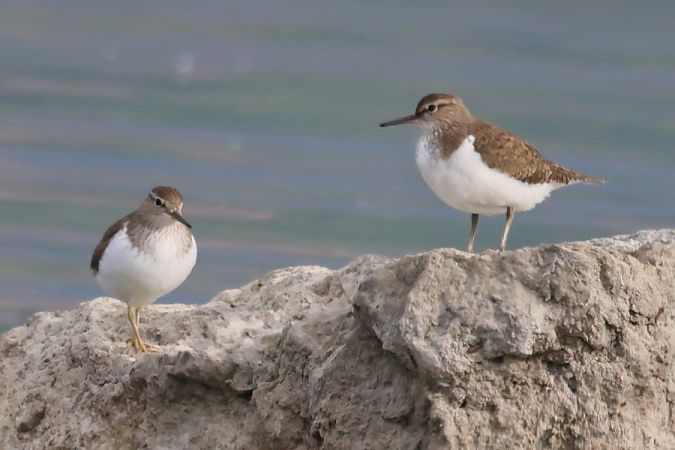 Piro-piro piccolo  - Giuseppe Colombo