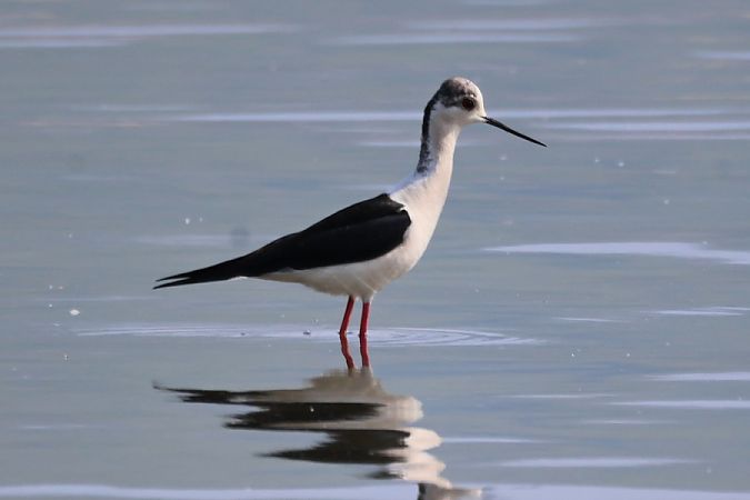 Cavaliere d'Italia  - Giuseppe Colombo